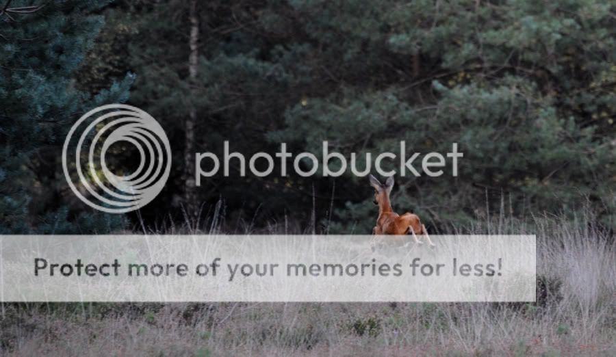 Fotografie