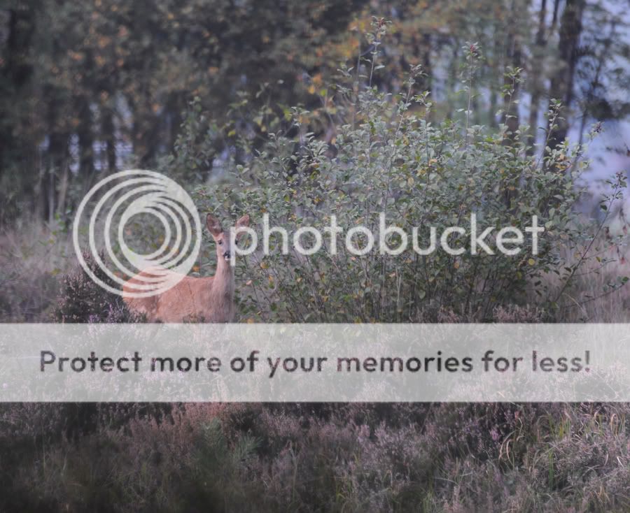 Fotografie