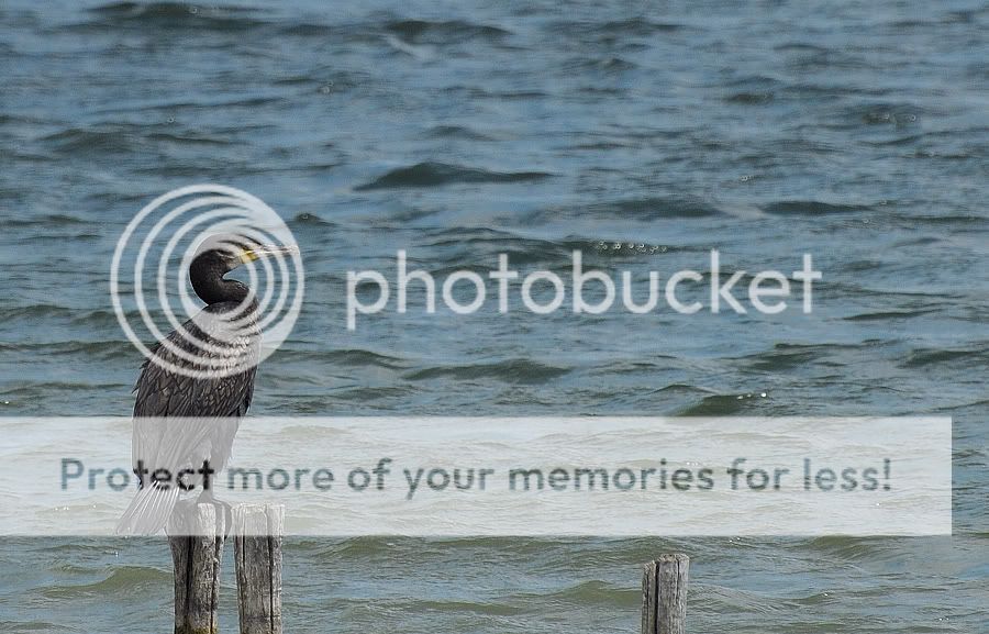 Fotografie