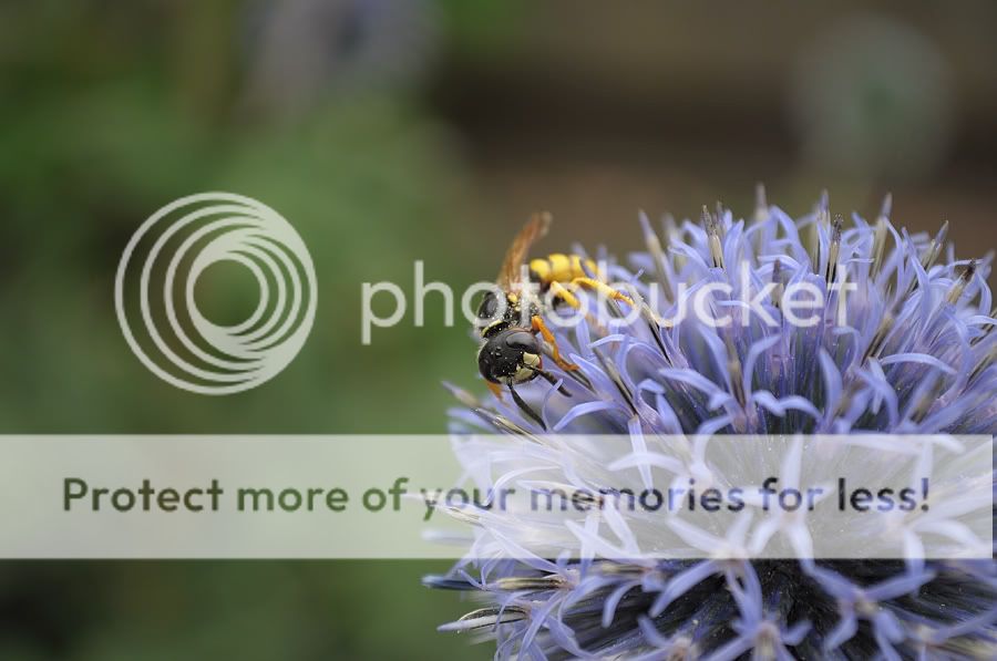 Fotografie