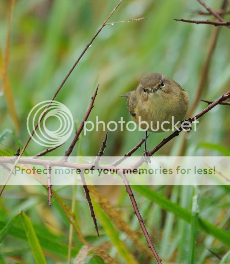 Fotografie