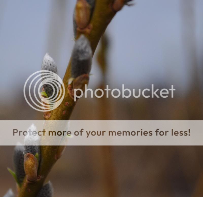 Fotografie