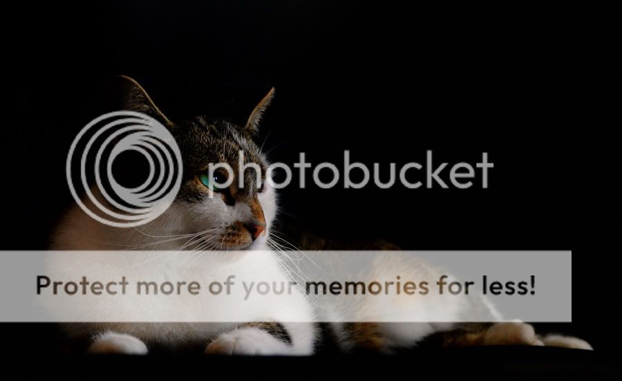 Fotografie
