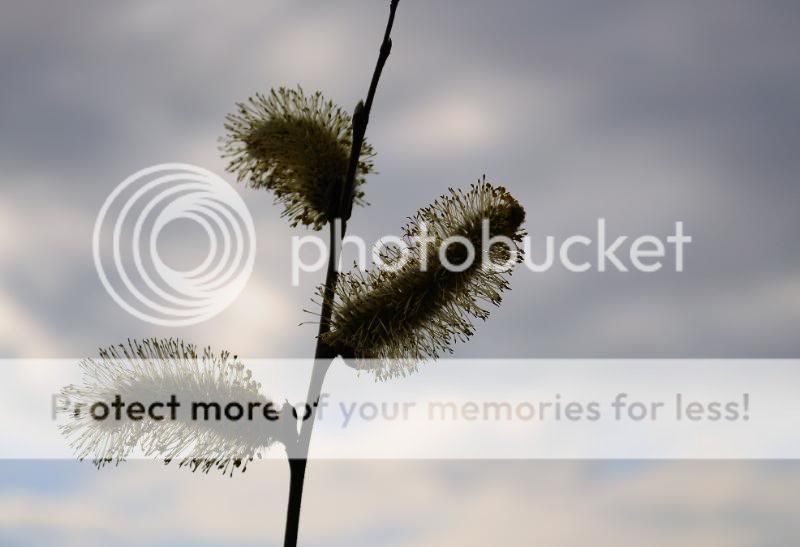Fotografie