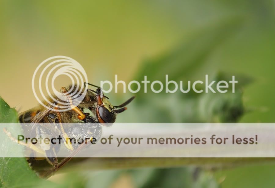 Fotografie