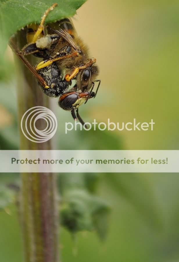 Fotografie