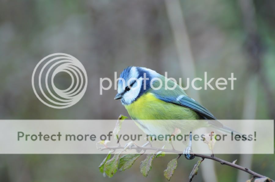 Fotografie