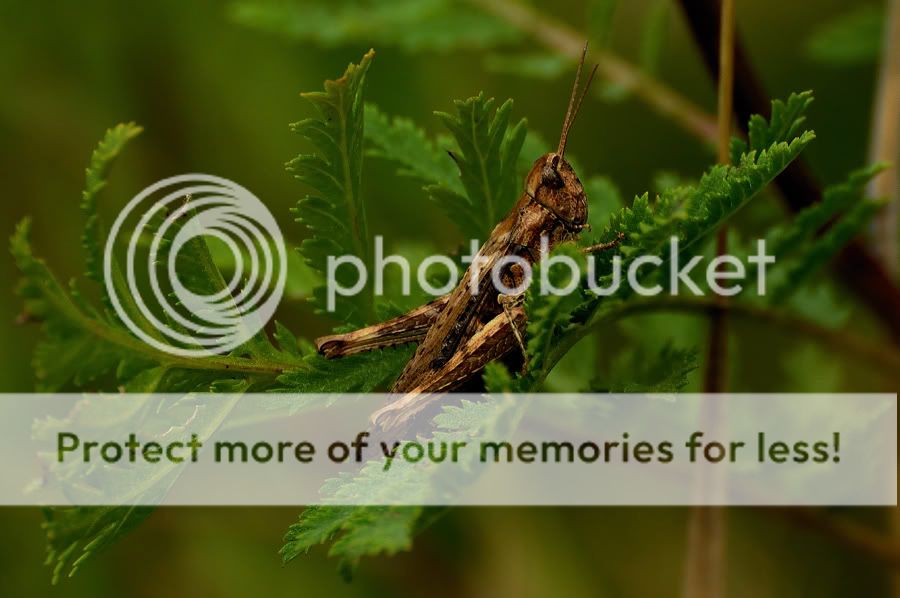 Fotografie
