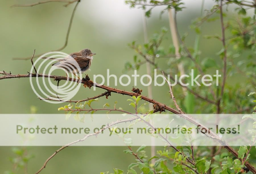 Fotografie