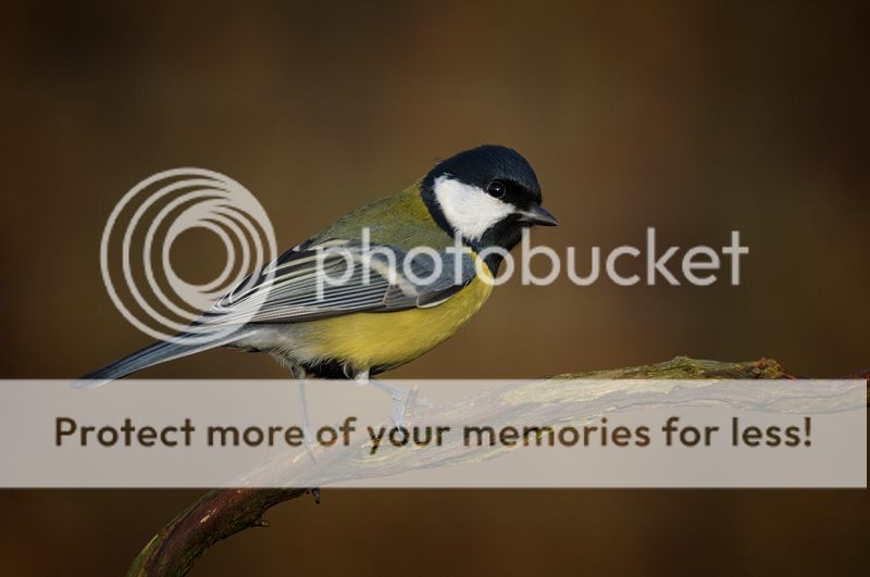 Fotografie