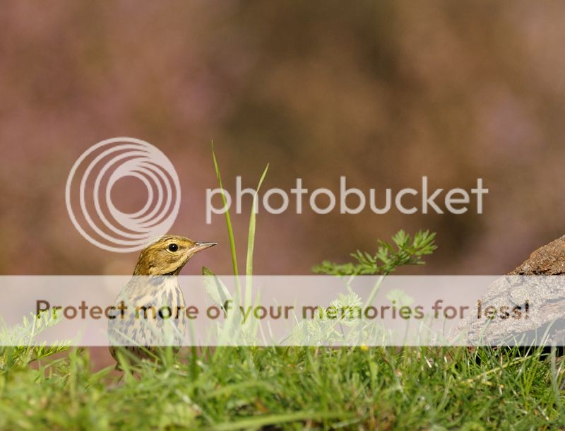 Fotografie
