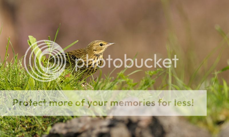 Fotografie
