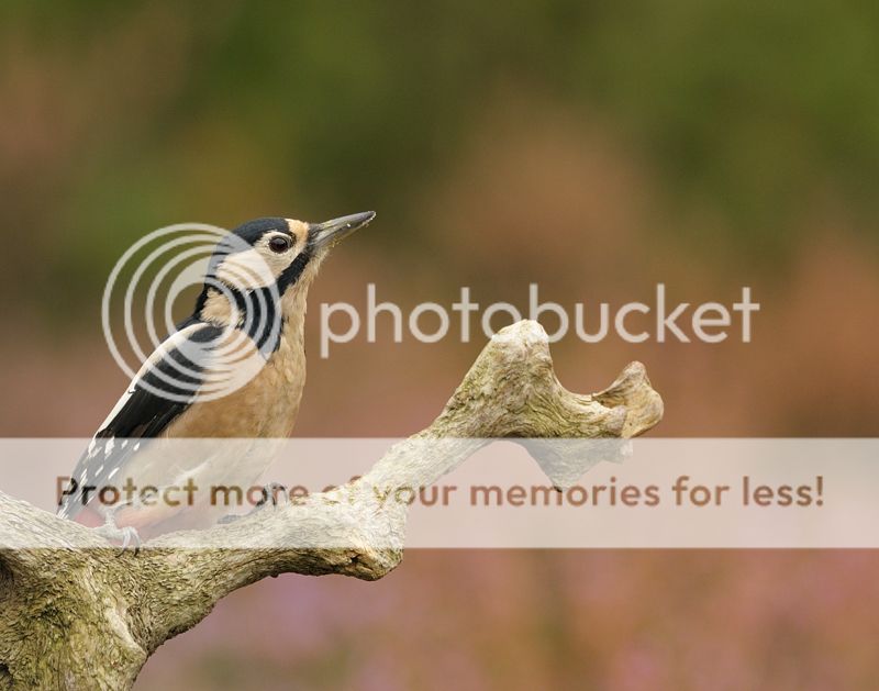 Fotografie