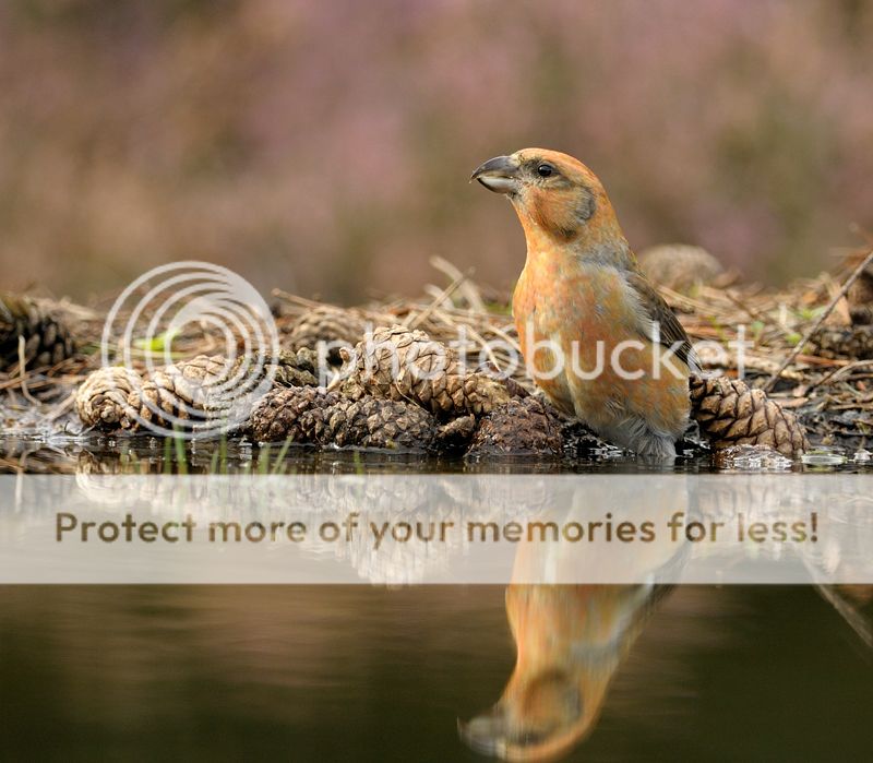 Fotografie
