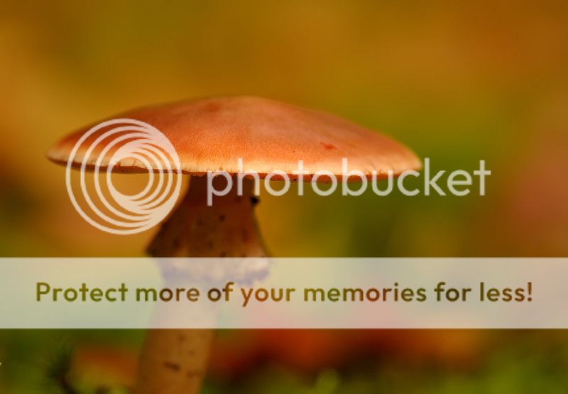 Fotografie