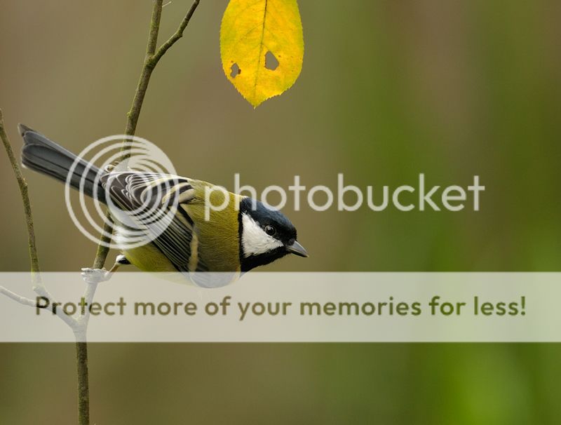 Fotografie