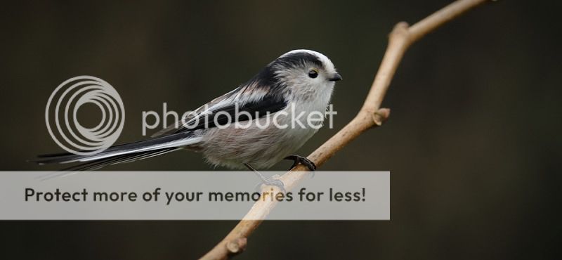 Fotografie