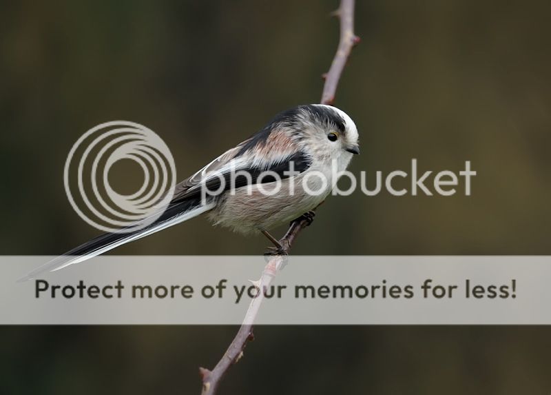 Fotografie