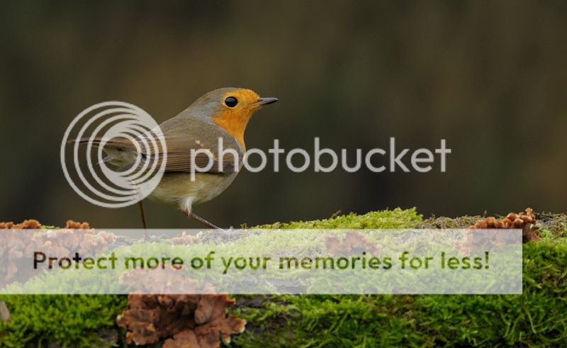 Fotografie