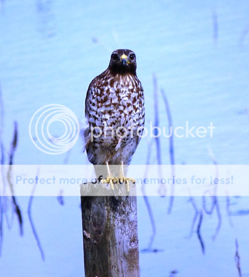 HAWK.jpg