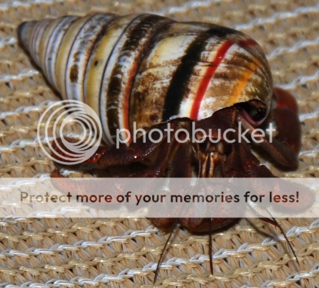 Hermitcrab01.jpg
