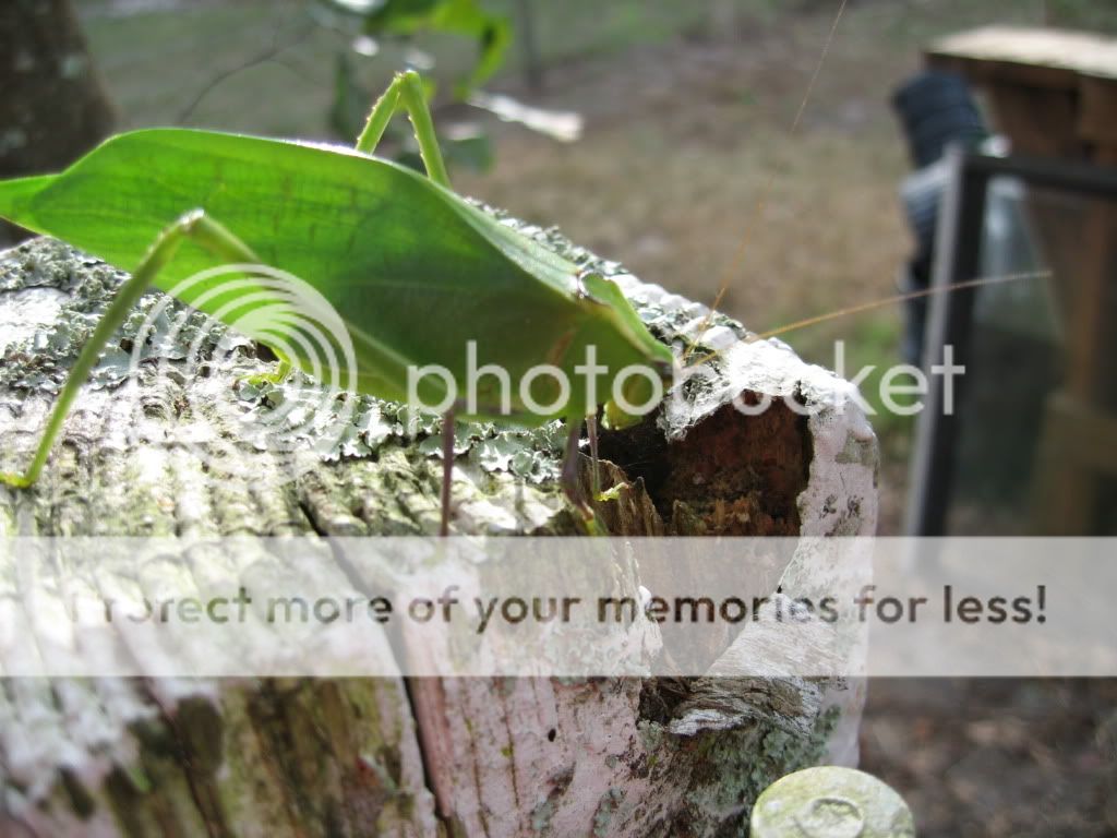 InsectCadi059.jpg