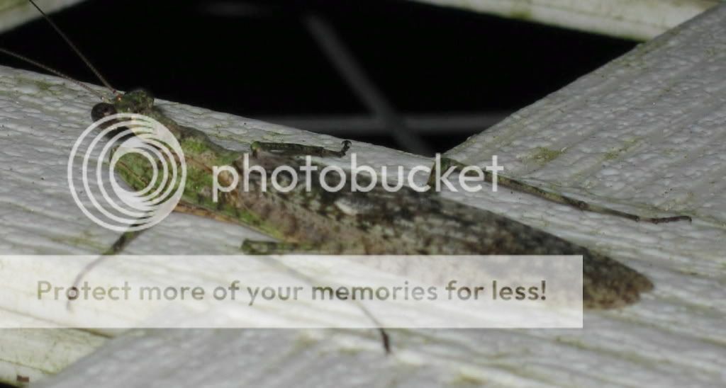 Mantis1.jpg