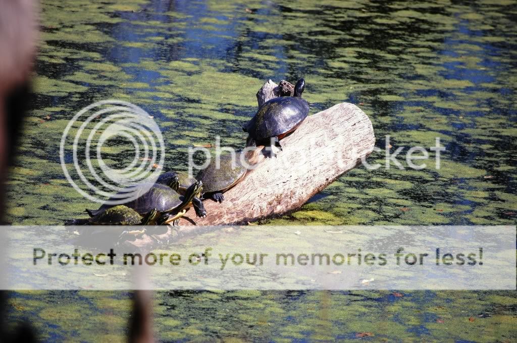 Turtles2-27-11.jpg