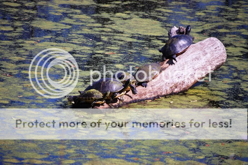 Turtles22-27-11.jpg