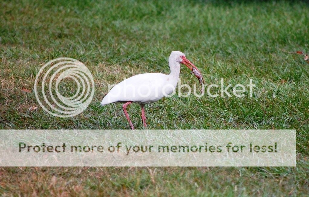 WhiteIbis3.jpg