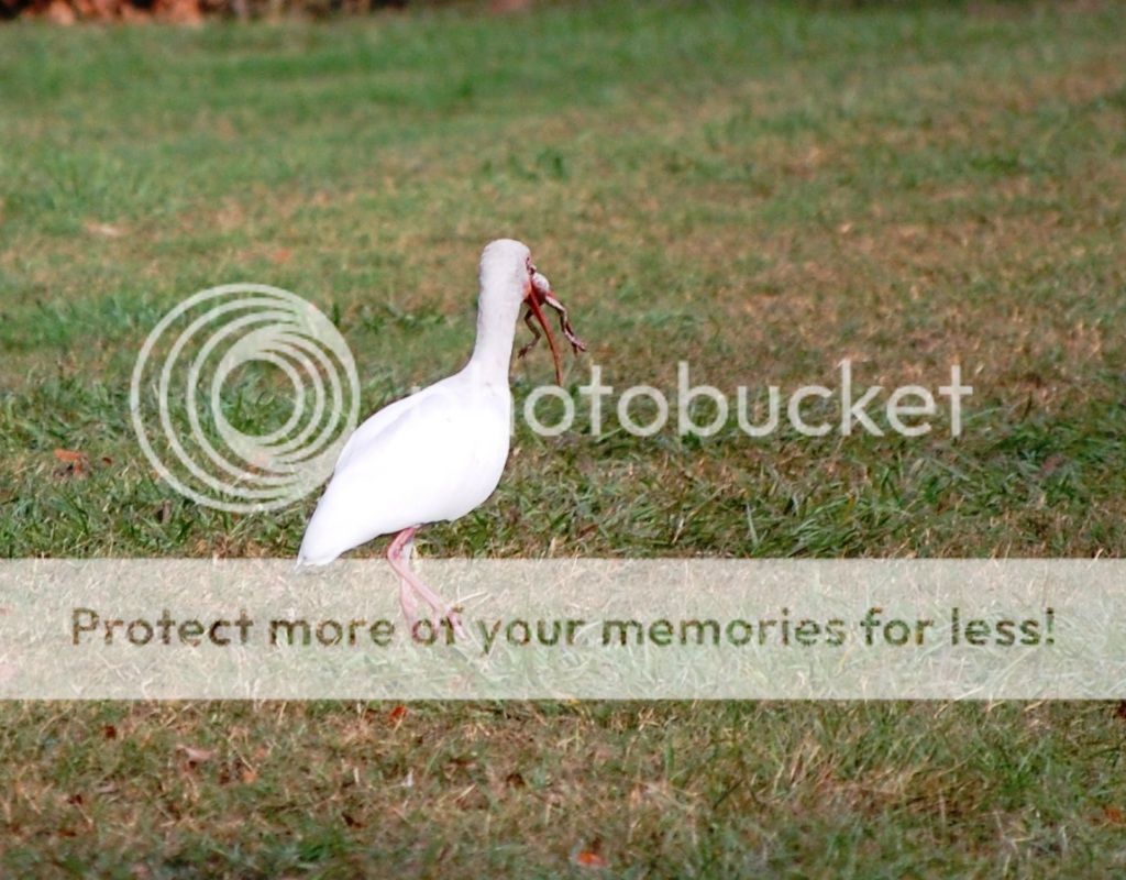 WhiteIbis5.jpg