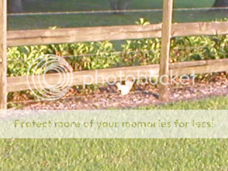 Whitesquirrel2.jpg