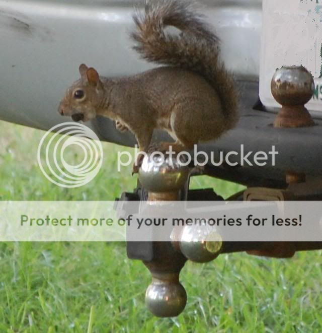 trailersquirrell.jpg