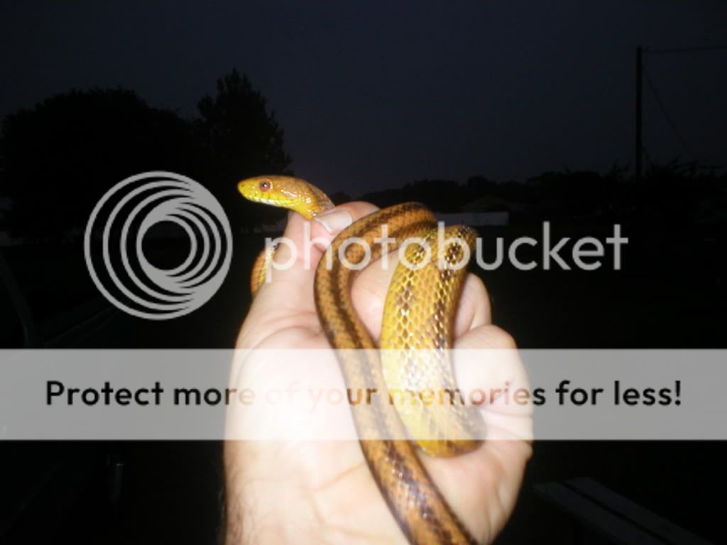 yellowratsnake5-25-05.jpg