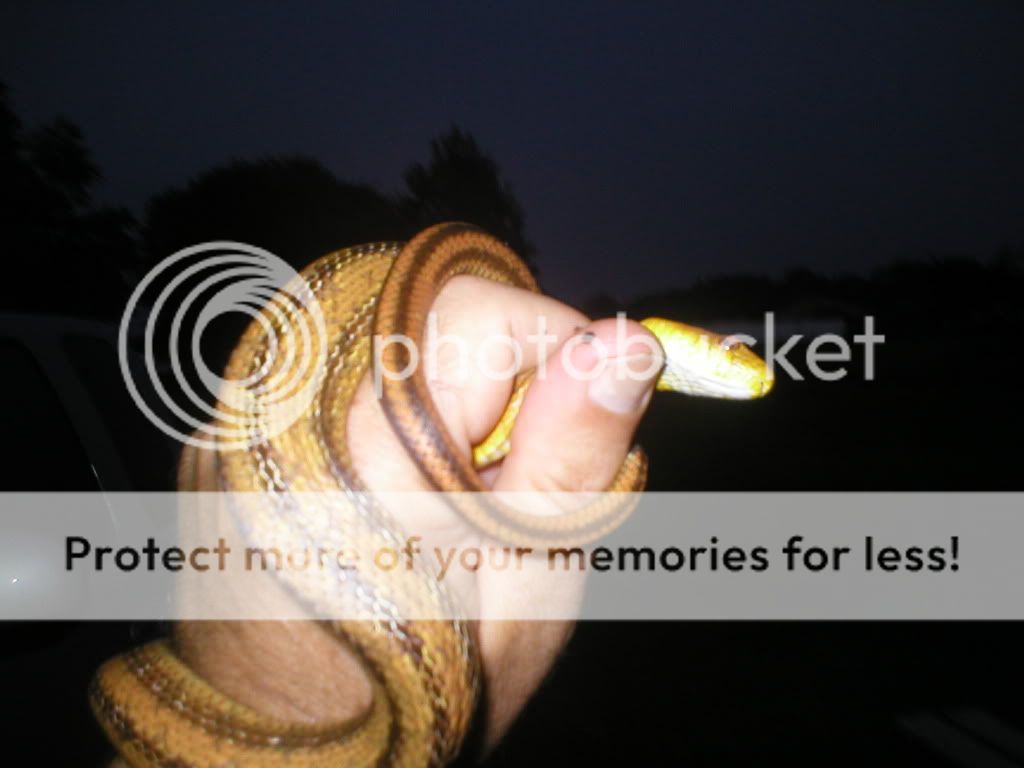 yelowratsnake5-25-05.jpg