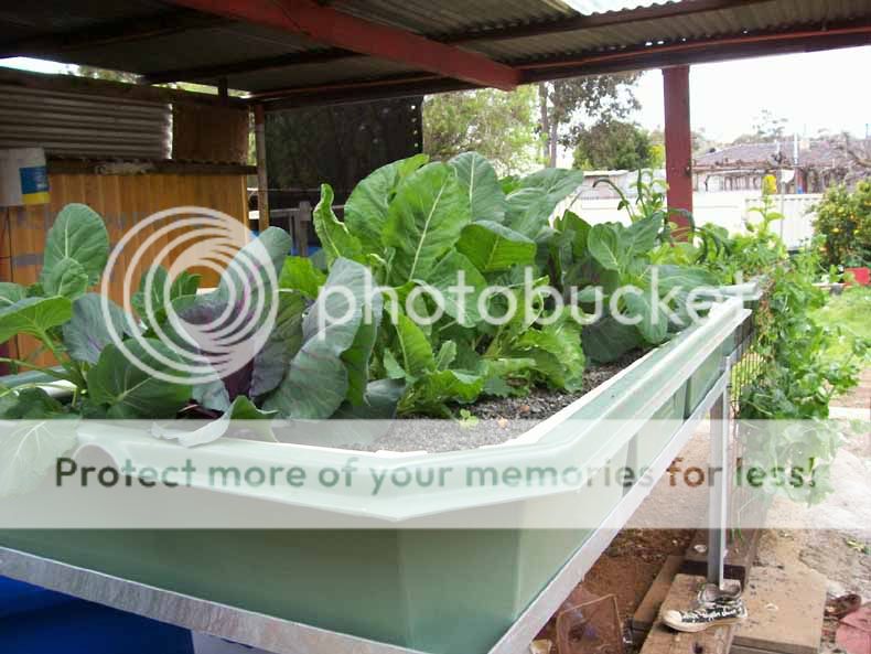 Aquaponics (c) Paul_Nock aquaponics rocks