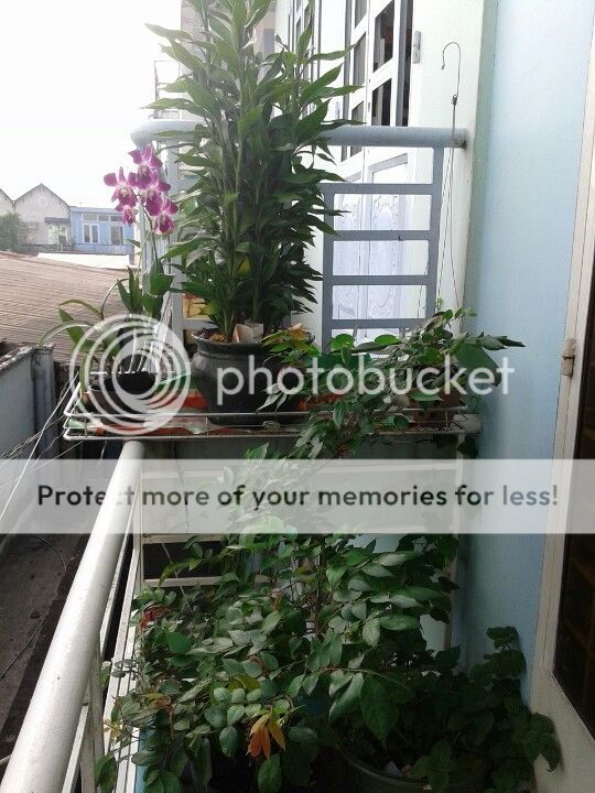 Nhà 1 lầu 3,5x7 ,đường hẻm Phan Văn Hớn Q.12, 850tr - 2