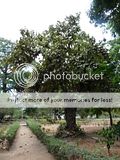 Africa,Dar Es Salaam,Tree
