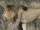 Africa,Madikwe,Animals