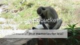 Africa,Tau Lodge,Animals