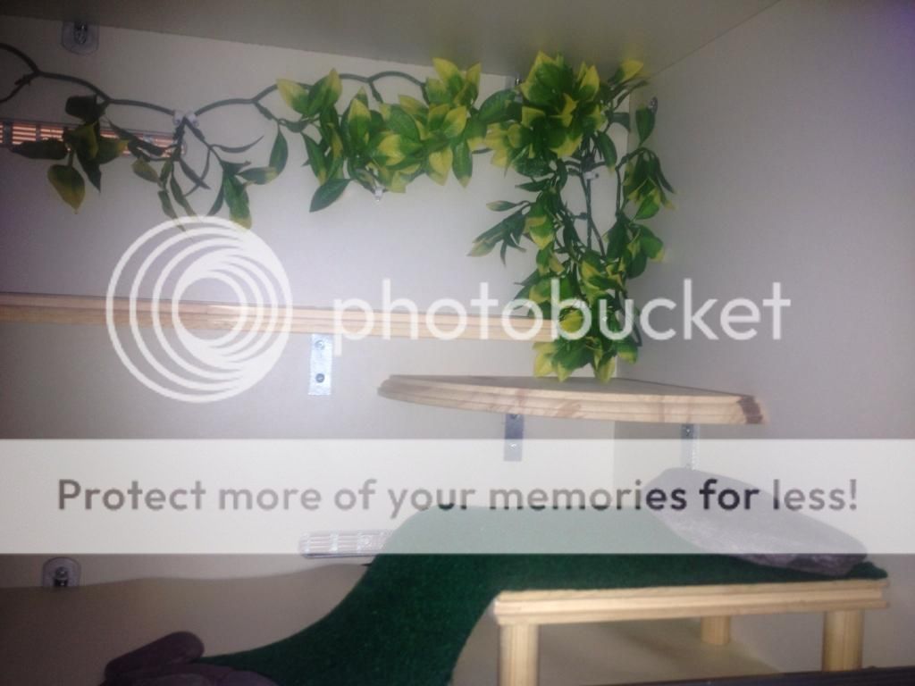 Leopard gecko Enrichment/Shelving and Platforms "HOW TO" thread