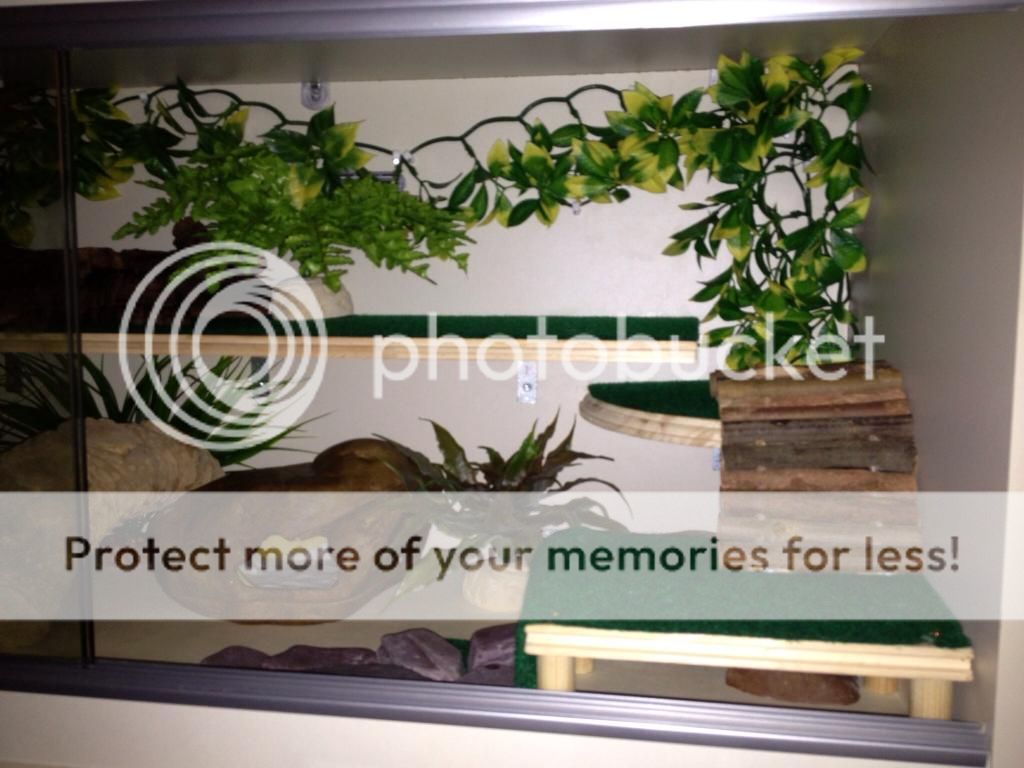 Leopard gecko Enrichment/Shelving and Platforms "HOW TO" thread