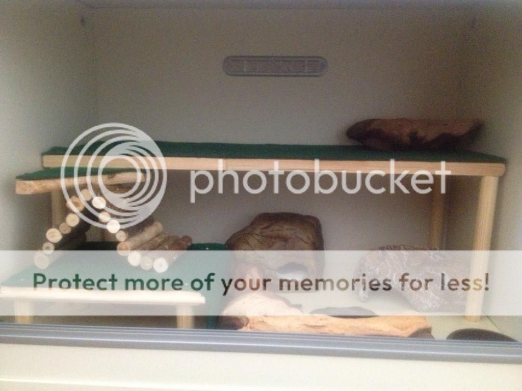 Leopard gecko Enrichment/Shelving and Platforms "HOW TO" thread