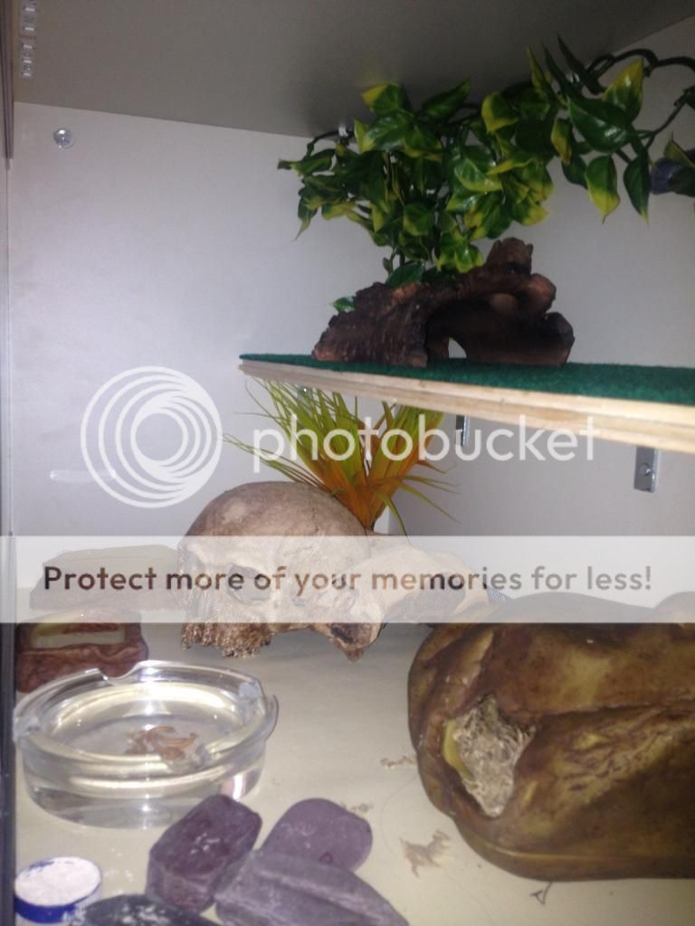Leopard gecko Enrichment/Shelving and Platforms "HOW TO" thread