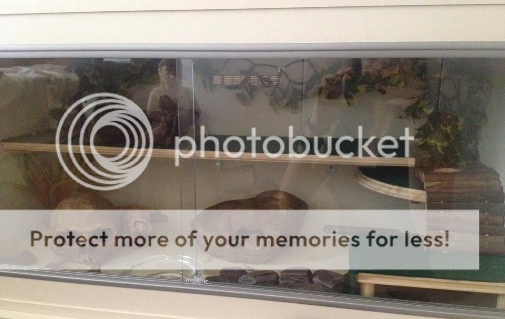 Leopard gecko Enrichment/Shelving and Platforms "HOW TO" thread