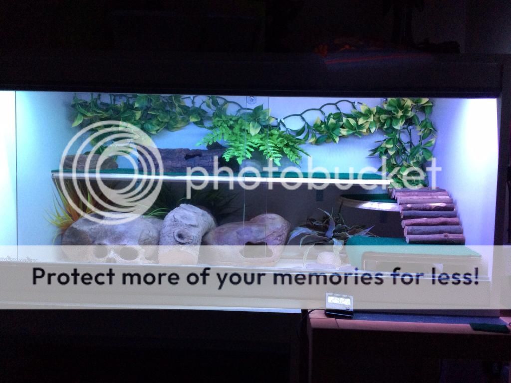 Leopard gecko Enrichment/Shelving and Platforms "HOW TO" thread