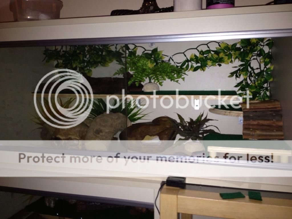 Leopard gecko Enrichment/Shelving and Platforms "HOW TO" thread