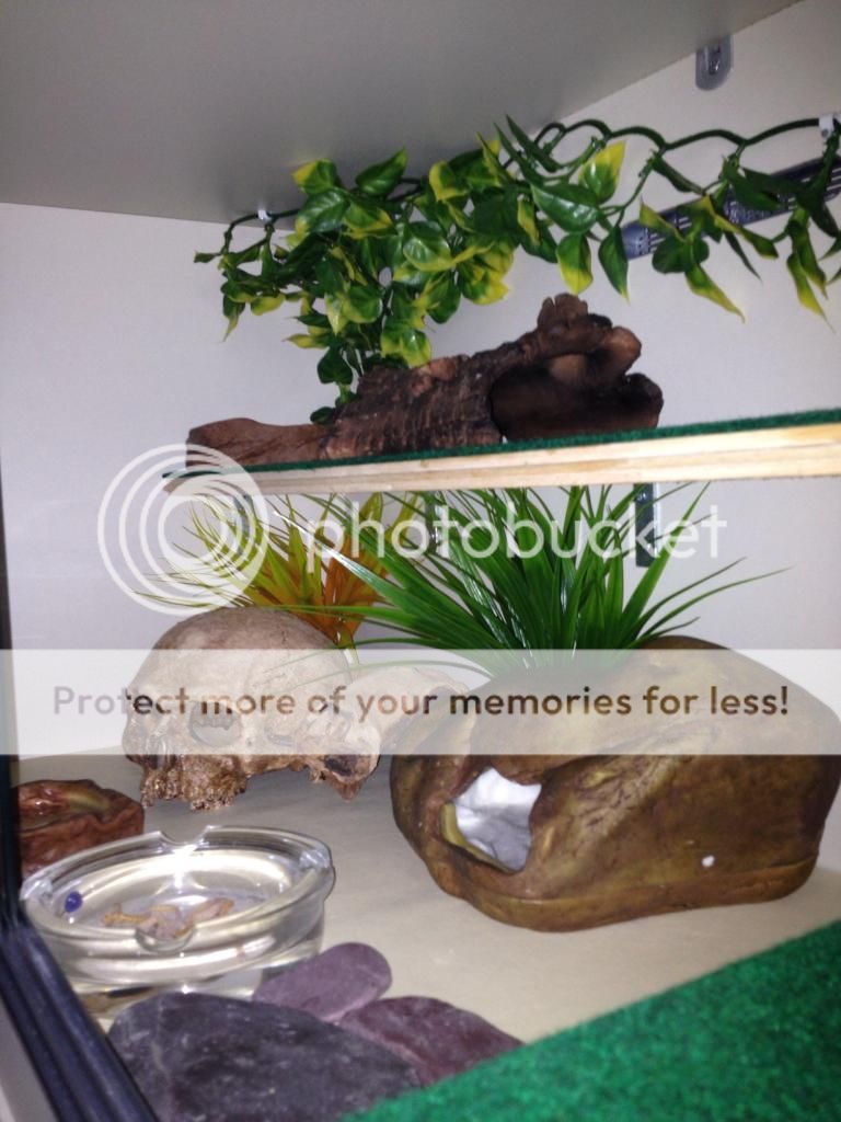 Leopard gecko Enrichment/Shelving and Platforms "HOW TO" thread