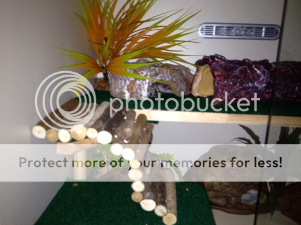 Leopard gecko Enrichment/Shelving and Platforms "HOW TO" thread