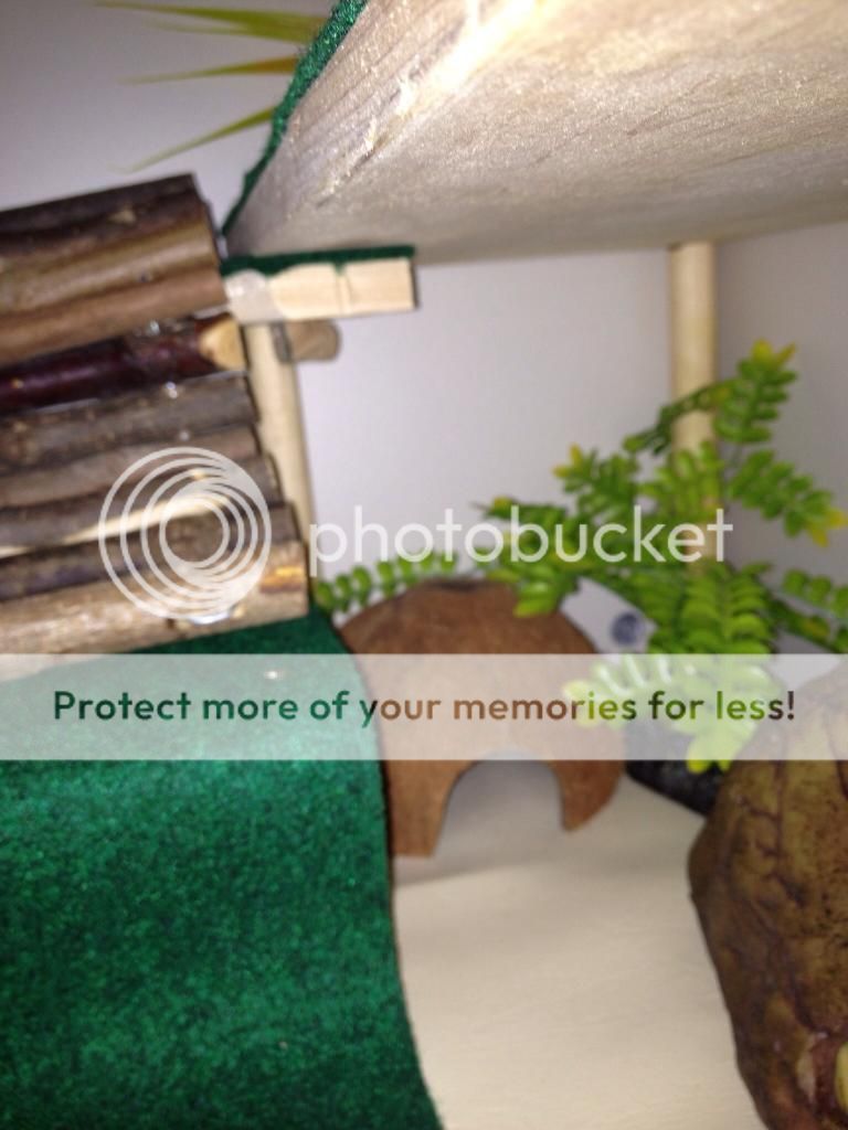 Leopard gecko Enrichment/Shelving and Platforms "HOW TO" thread